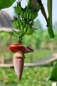 Close-up of fruit growing on tree