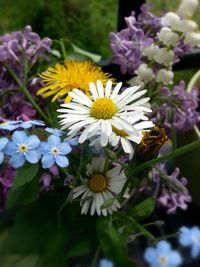 Close-up of daisy blooming outdoors