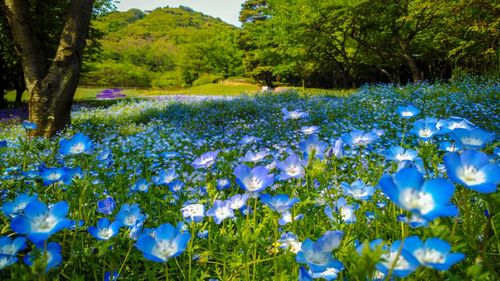 Scenic view of flowering trees and plants on field