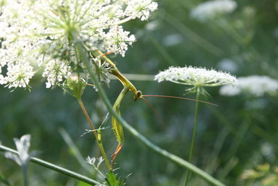 Close-up of insect on white flower