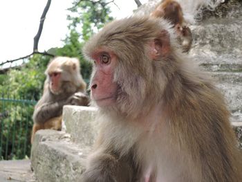 Monkey sitting on rock