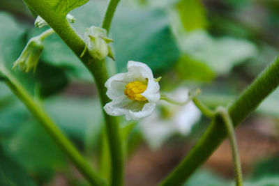 Close-up of white flowering plant