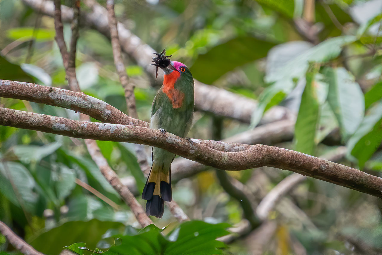 BIRD PERCHING ON TREE