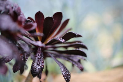 Close-up of purple flower