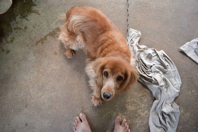 Low section of woman holding dog