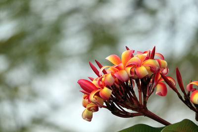 Close-up of red rose flower