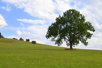 Tree on green field against cloudy sky