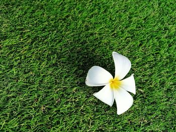 High angle view of white flower on field