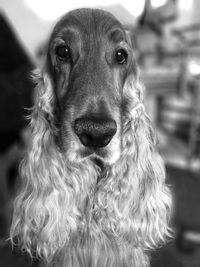 Close-up portrait of dog sticking out tongue outdoors