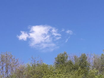 Low angle view of trees against blue sky