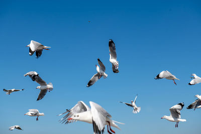 Group of seagulls flying in the sunny clear blue sky.