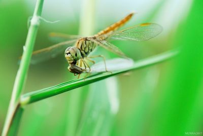 Close-up of insect on plant