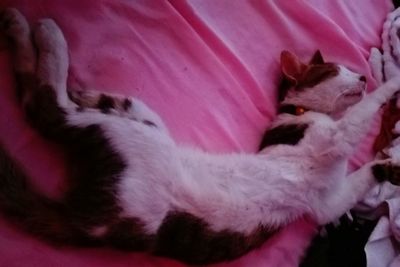 Close-up of cat sleeping