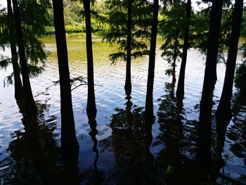 Scenic view of lake in forest