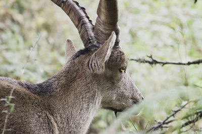 Close-up of goat