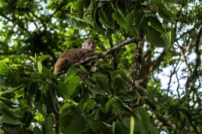 Ecuadorian capuchin monkey in a tree among the luscious green leaves.