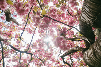 Low angle view of cherry blossom tree against sky