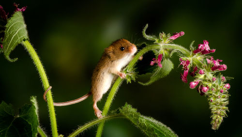 Close-up of lizard on plant