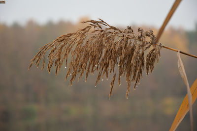 Close-up of dry plant on field