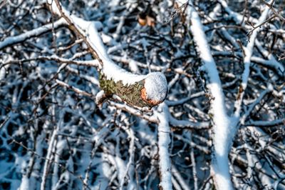Close-up of snow on branch