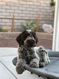 Dog sitting on floor at home