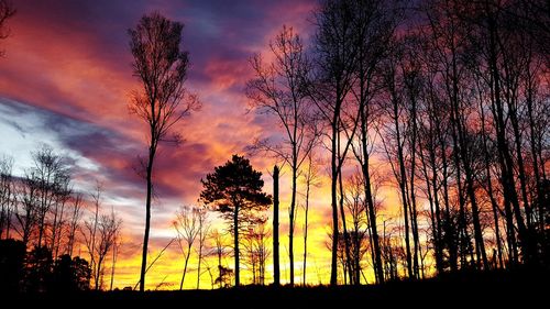 Silhouette of trees at sunset