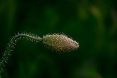 Close-up of flower bud at park