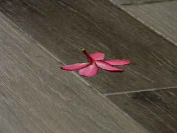 Close-up of pink flower on wood