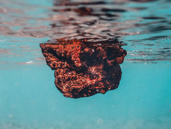 Close-up of jellyfish swimming in sea