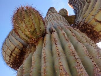 Low angle view of cactus plant