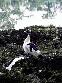 Bird perching on a lake