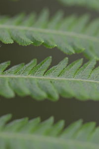 Close-up of leaves on plant