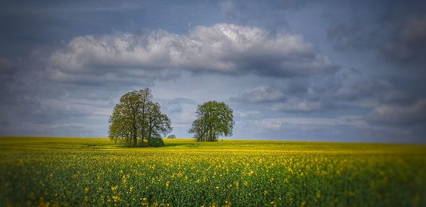 Scenic view of oilseed rape field against sky