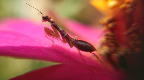 Close-up of insect on pink flower