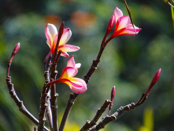 Close-up of pink flowering plant