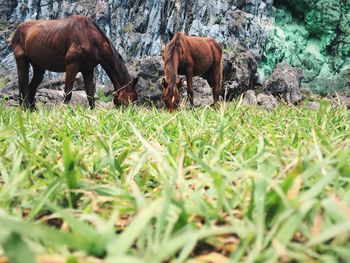 Surface level of grass with brown horses grazing against rock formation