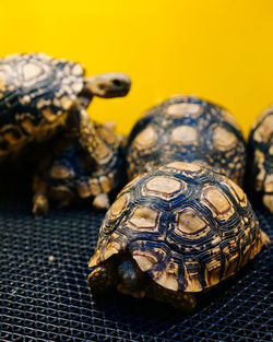 Close-up of a turtle