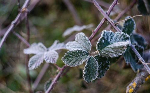 Close-up of frozen plant during winter