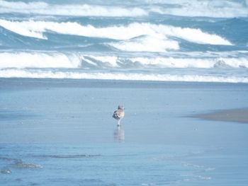 View of a horse in the sea