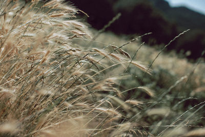 Close-up of stalks in field