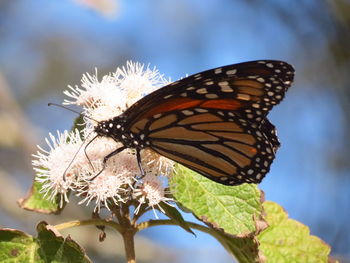 Close-up of butterfly on flower