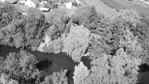 High angle view of trees by lake