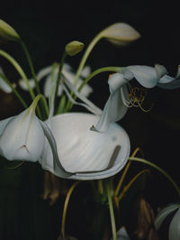 Close-up of white rose on plant