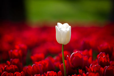 Close-up of red tulip flowers on field