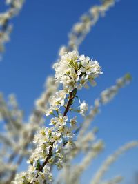 Close-up of cherry blossoms against blue sky