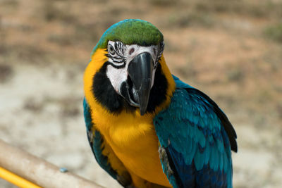 Close-up of parrot perching on branch