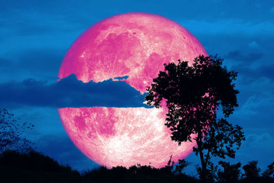 Low angle view of pink tree against sky at sunset