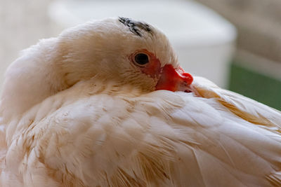 Close-up of a bird