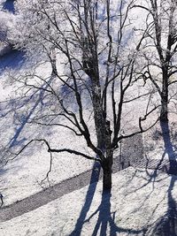 Shadow of bare tree on snow covered land
