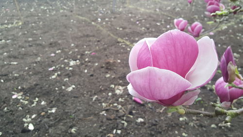 Close-up of pink crocus flowers